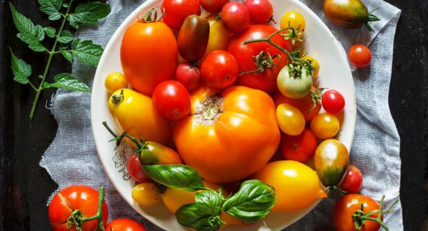 De juiste tomaat voor elk gerecht