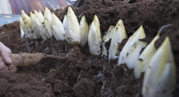 4 tips voor het lekkerste witloof