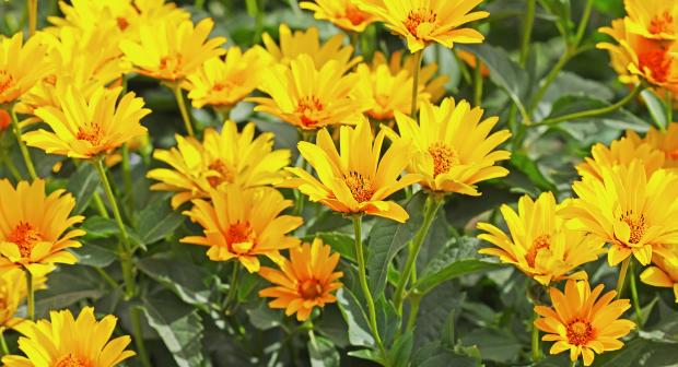 Wist je dat er uit aardpeer bloemen groeien?