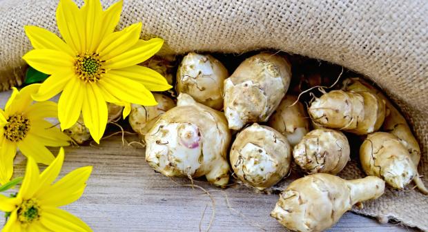 Wist je dat er uit aardpeer bloemen groeien?