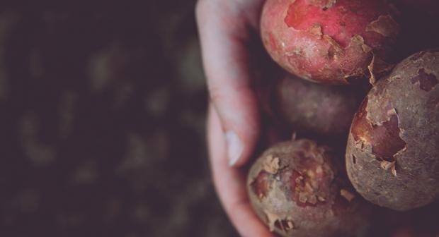 Aardappelen kweken zonder tuin? Zo begin je eraan...