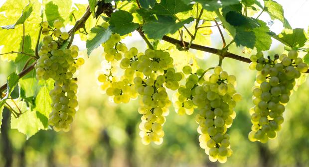 Elzaswijnen in de herfst