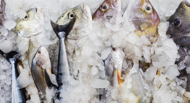 Deze vissen kun je wél met een gerust hart eten