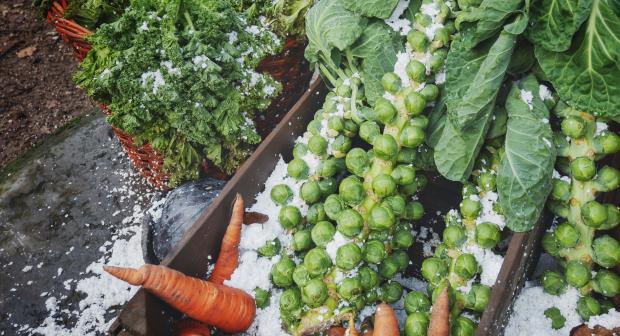 Deze 10 groenten moet je eten in maart