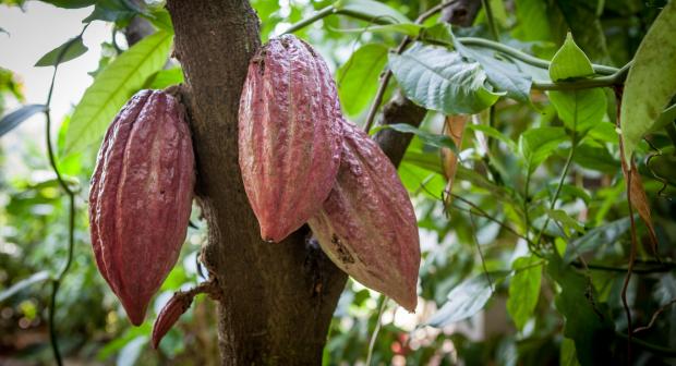 Weet jij hoe cacao groeit?