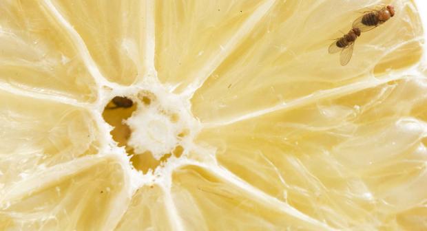Help, fruitvliegjes in de keuken! Dit kun je doen