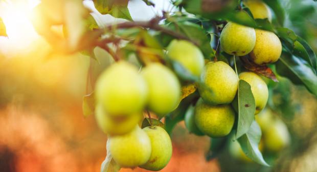 Pommes et poires: quand et comment peut-on les cueillir et les conserver?