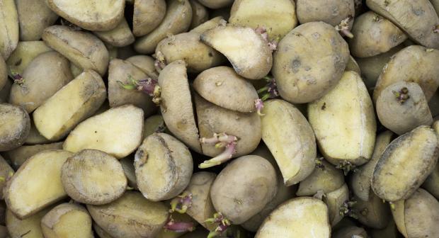 Moet je een aardappel met uitlopers weggooien?