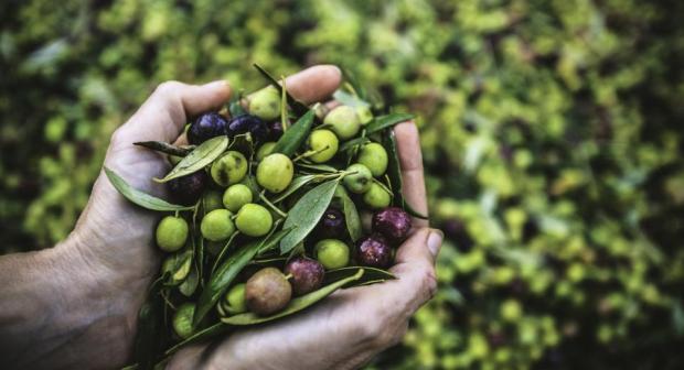 Olives vertes, olives noires, quelle est la différence?