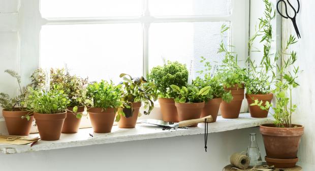 Knip je slaatje: kruiden en sla kweken op de vensterbank