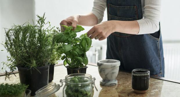10 façons d'utiliser et conserver ses plantes aromatiques