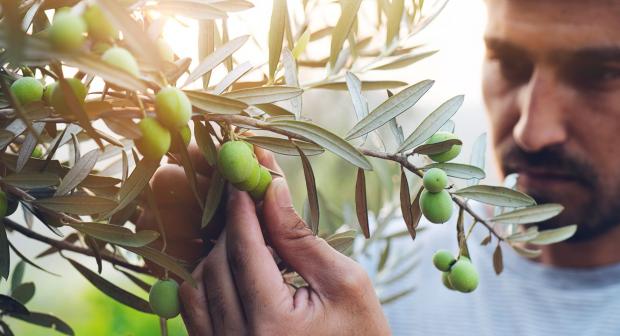 Alles over extra vergine olijfolie in 7 weetjes