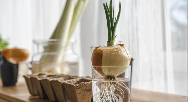 Ces légumes poussent indéfiniment, ne les jetez pas!