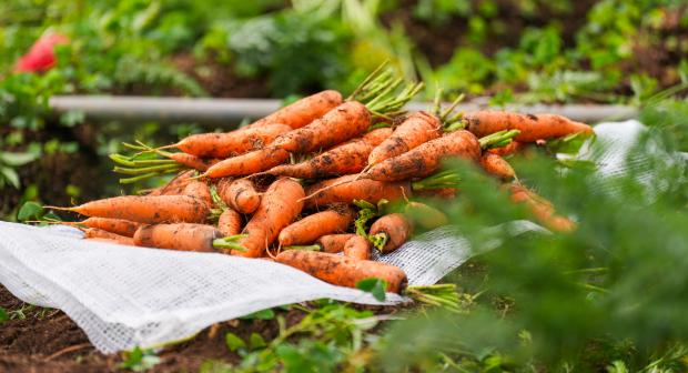 Les 6 légumes les moins chers de l'automne-hiver