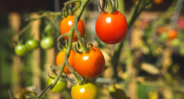 En août, je privilégie quels fruits et légumes?