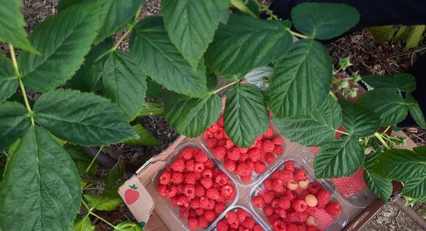 Frambozen op hun best in september: kweken, bewaren én 9 lekkere recepten