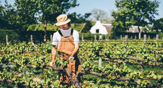 Hoe is wijn ontstaan?