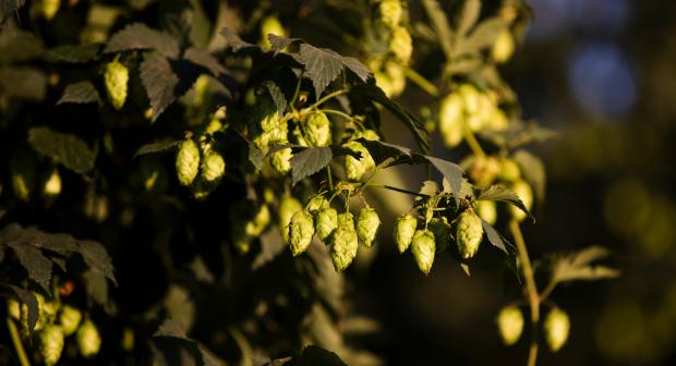 Wat doet hop in bier?