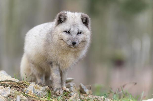 Trois renards polaires s'installent à Han-sur Lesse