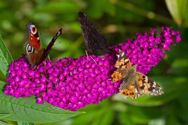 'Wat kan de landbouw doen om het uitsterven van insecten tegen te gaan?'