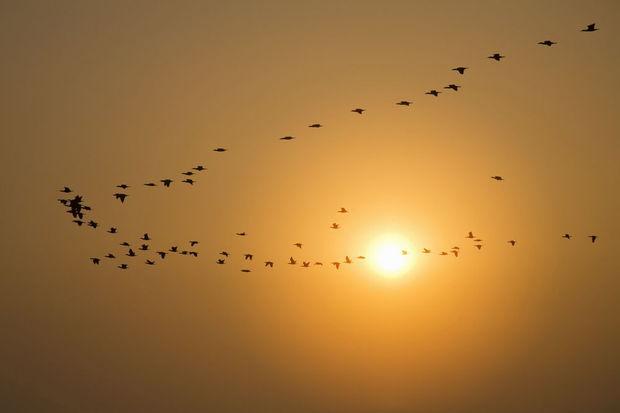 Waarom vogels in een V vliegen