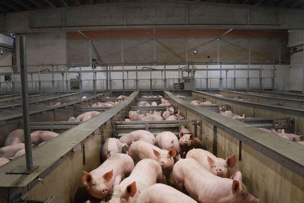 5700 overtredingen in slachthuizen in zes maanden Het moet beter