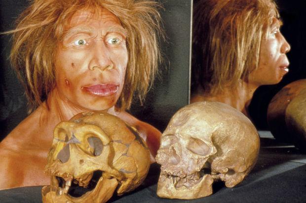Le crâne d'un enfant de Néandertal se développait comme celui d'un humain moderne