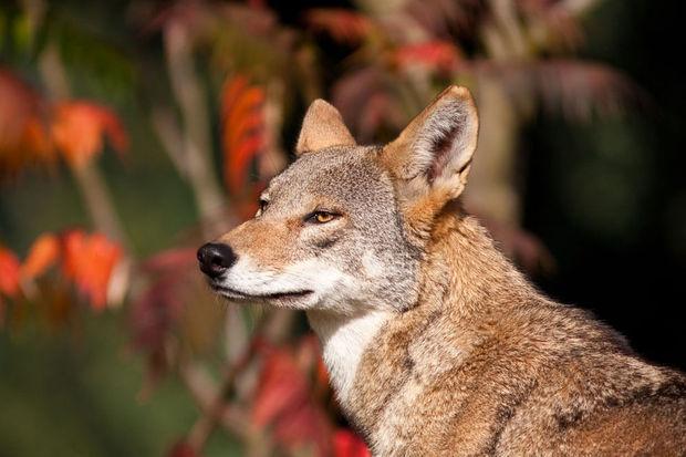 Le Loup Rouge Lun Des Animaux Les Plus Rares Au Monde