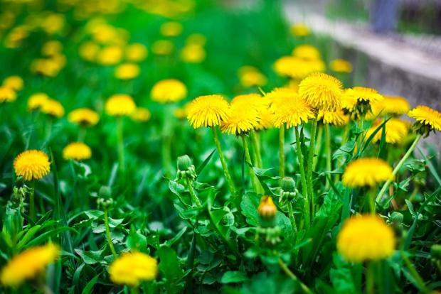 Paardebloemsalade/Catalogna für Kaninchen