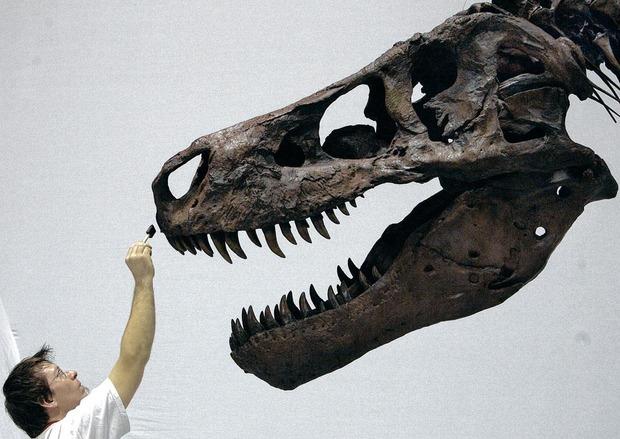 Beleggen botten: dinosaurussen kennen steeds succes op veilingen