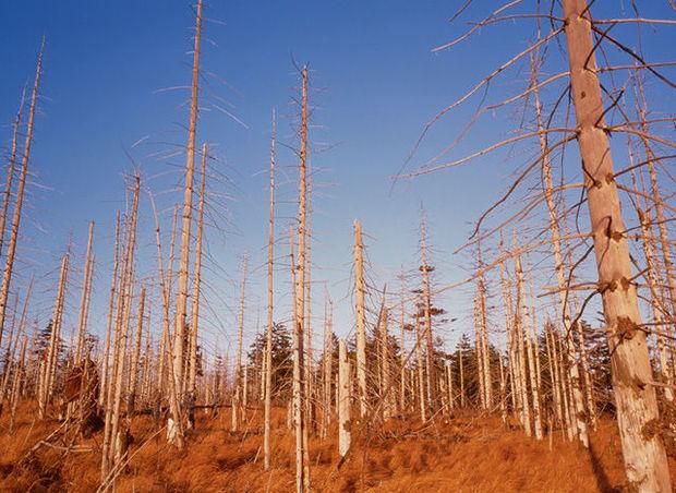 Wouden veroorzaken zelf zure regen