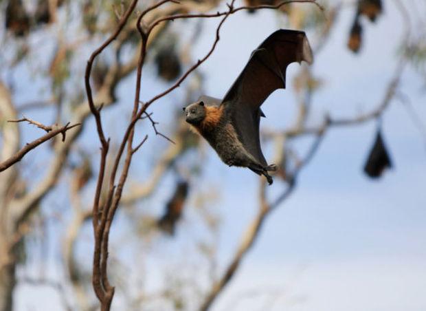 Une nouvelle chauve-souris découverte en Wallonie | Ecologie | 7sur7.be