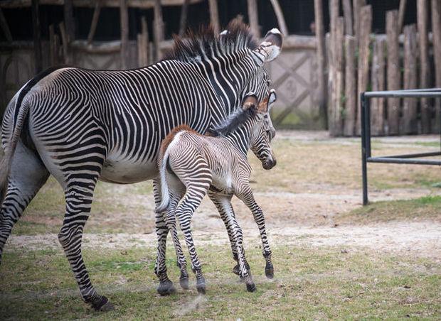 Naissance du premier bébé zèbre à Bellewaerde Park