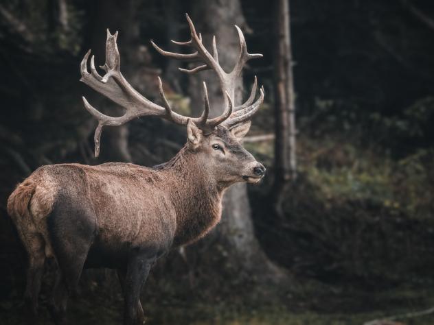 brame du cerf