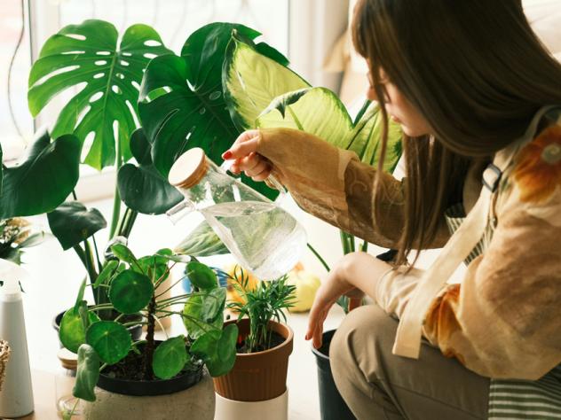makkelijke planten