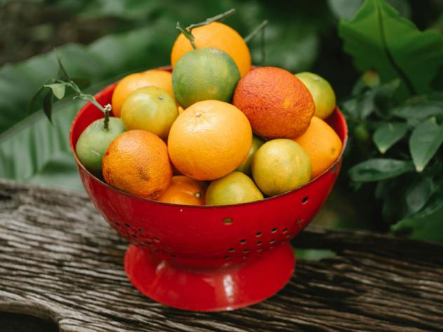 fruitvliegjes