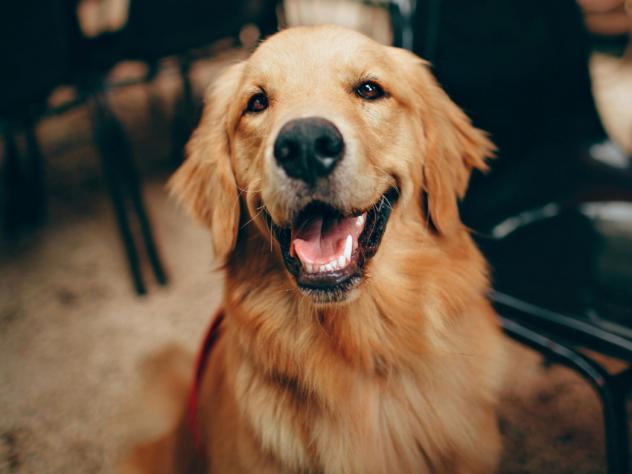 deelhond