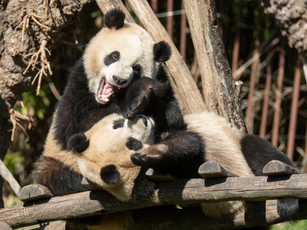 Pandas Pairi Daiza partent en Chine