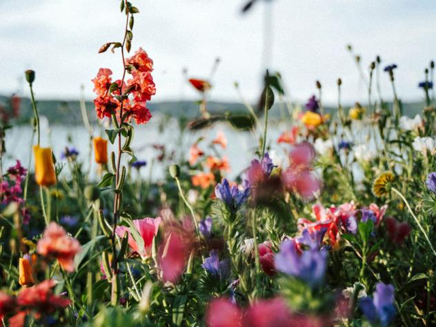 bloemen sterrenbeeld