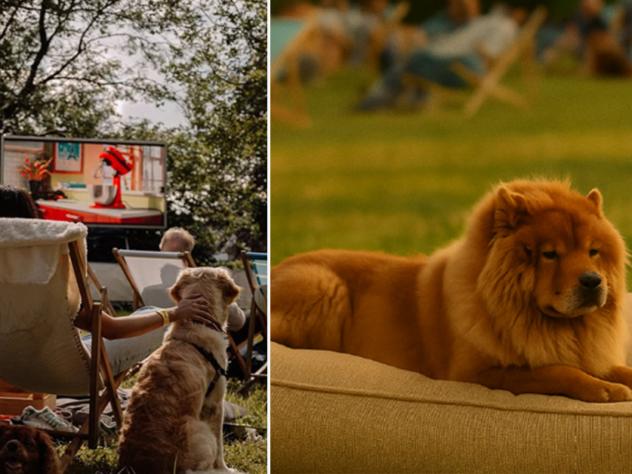 openluchtcinema honden
