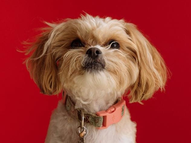 populairste hondennamen