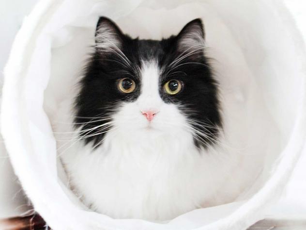 basisbehoeften kat