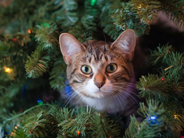 kerstcadeautjes kattenliefhebbers