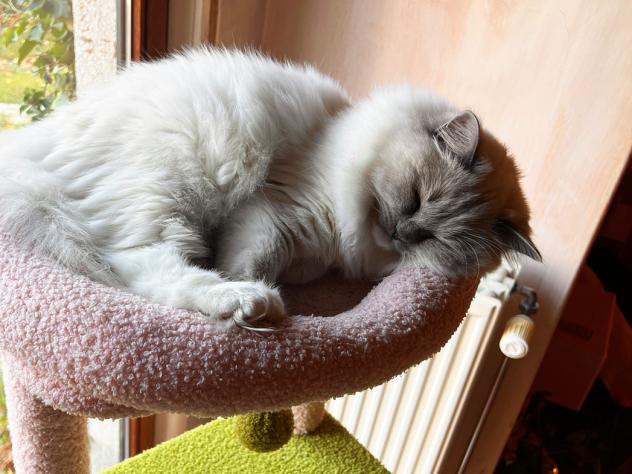 hack dierenhaar verwijderen