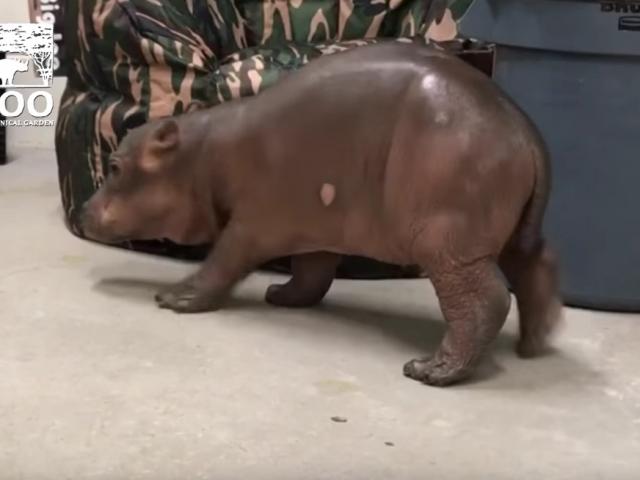 babynijlpaard