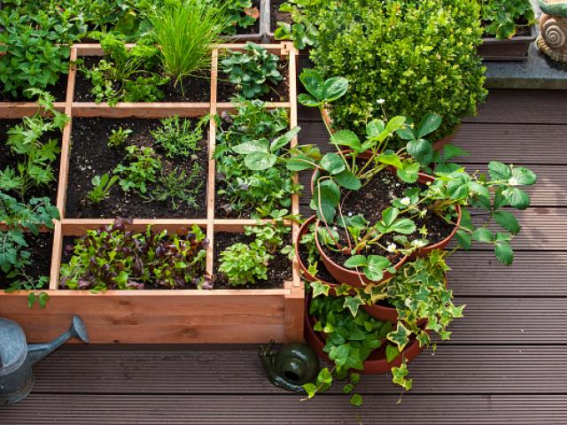 Square foot gardening by planting flowers, herbs and vegetables in wooden box on balcony. (Photo by: Arterra/UIG via Getty Images)