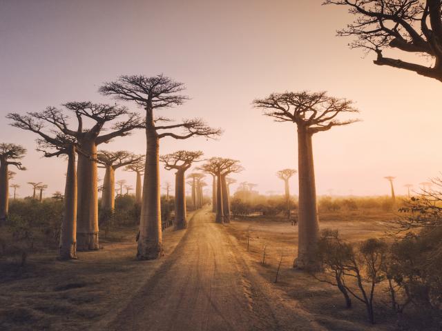 L'Allée des Baobabs de Madagascar