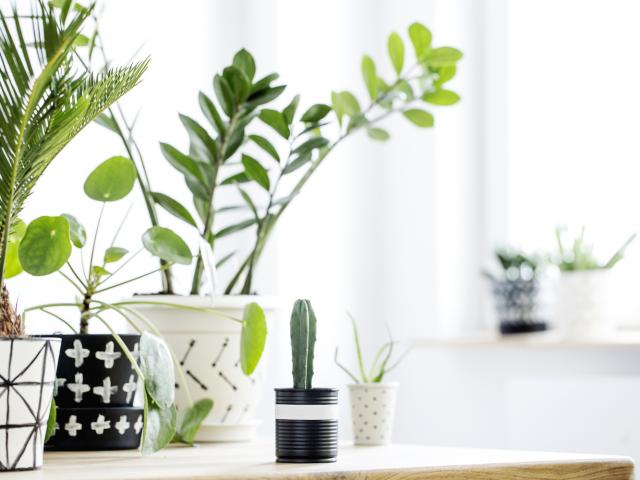 plantes d'intérieur
