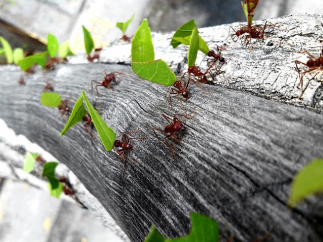 mieren op afstand houden
