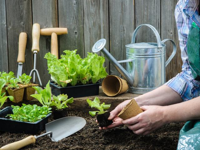 planter des légumes
